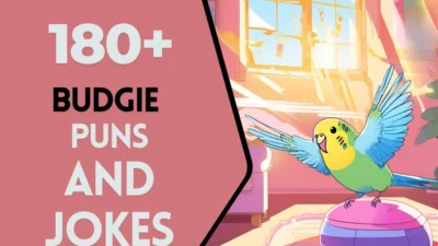 Budgie puns & Jokes