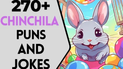 Chinchilla puns & Jokes