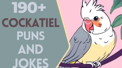 Cockatiel puns & Jokes
