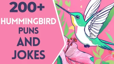 Hummingbird puns & Jokes