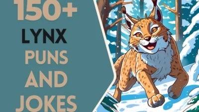 Lynx Puns & Jokes