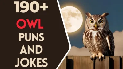 Owl puns & Jokes