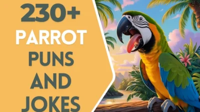 Parrot puns & Jokes