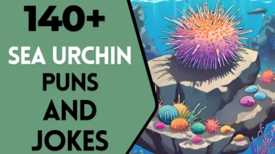 Sea Urchin Puns & Jokes