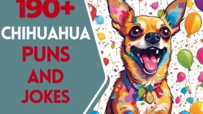 chihuahua puns and jokes