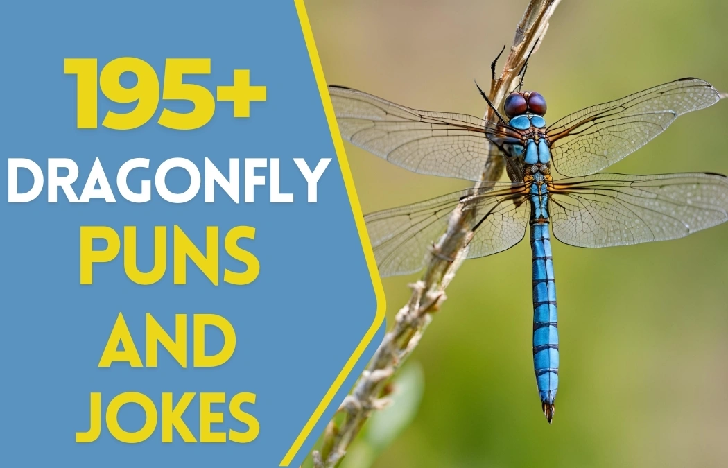 dragonfly puns and jokes